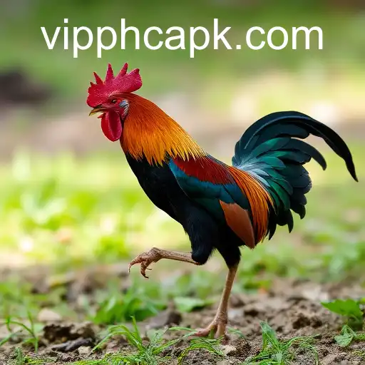 The Rise of Online Sabong: Exploring the VIPPH Experience